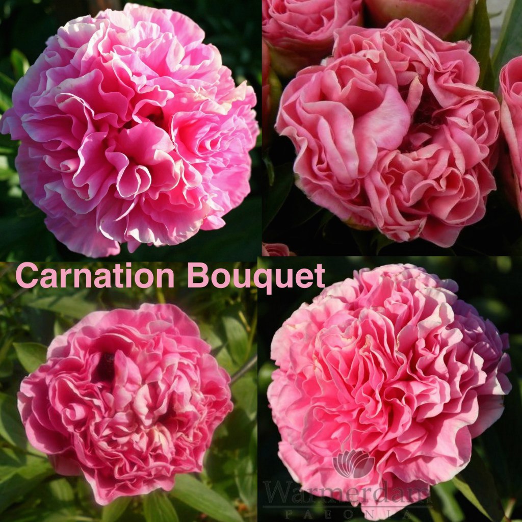 Carnation Bouquet пион